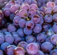 Grape Seed Extract